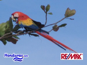 Red-Macaw