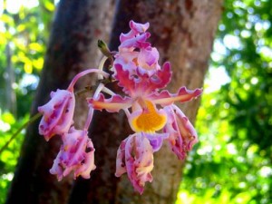 large-orchid-copy