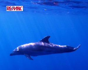 Dolphin-(1)
