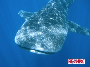 Whale Shark Tours