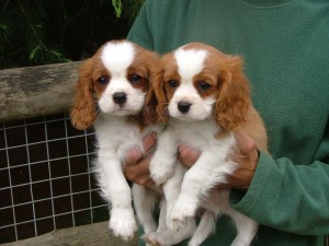 Cavalier-King-Charles-Spaniel-Puppies-For-Sale