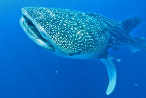 whale-shark-altons-2014-edit