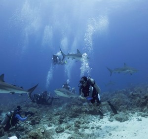 Diving with Caribbean Reef Sharks Roatan