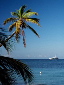 hi-res-boat-palm-Peter-Hugh