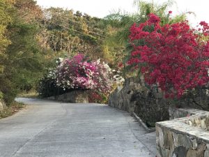 Colorful Island Flora