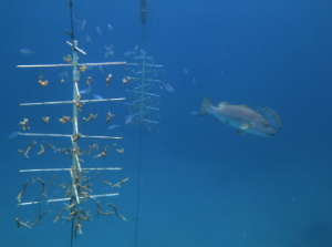 Coral Reef Restoration