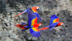 Macaw Mountain